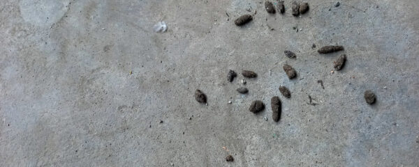 Les crottes de souris