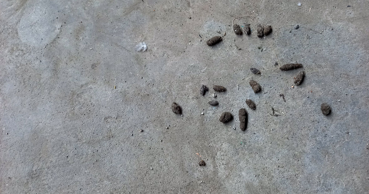 Les crottes de souris